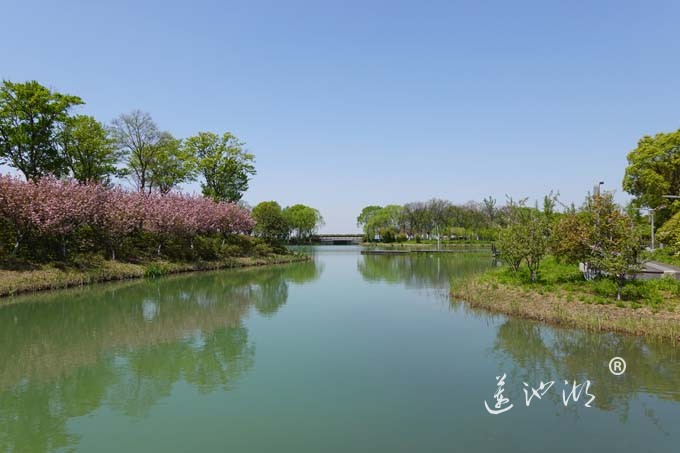 阳澄湖畔四月天-夕鹭园
