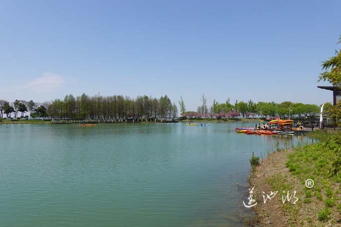 阳澄湖畔四月天-夕鹭园