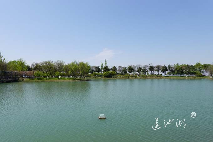阳澄湖畔四月天-夕鹭园