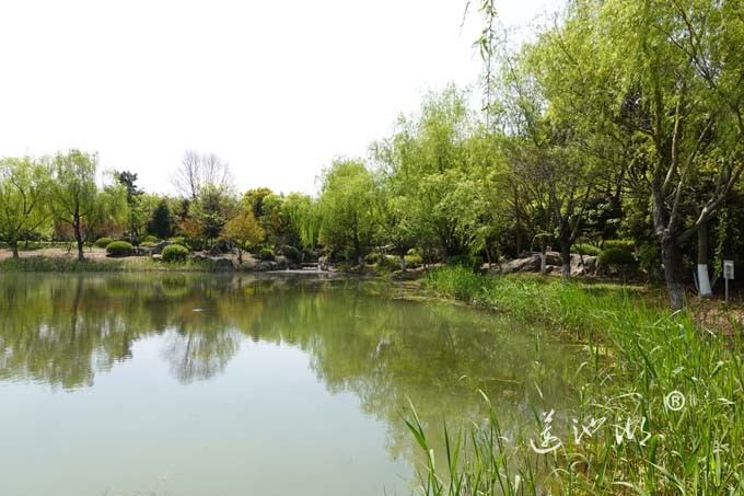 阳澄湖畔四月天-仙樱湖