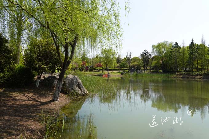 阳澄湖畔四月天-仙樱湖