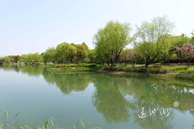 阳澄湖畔四月天-仙樱湖