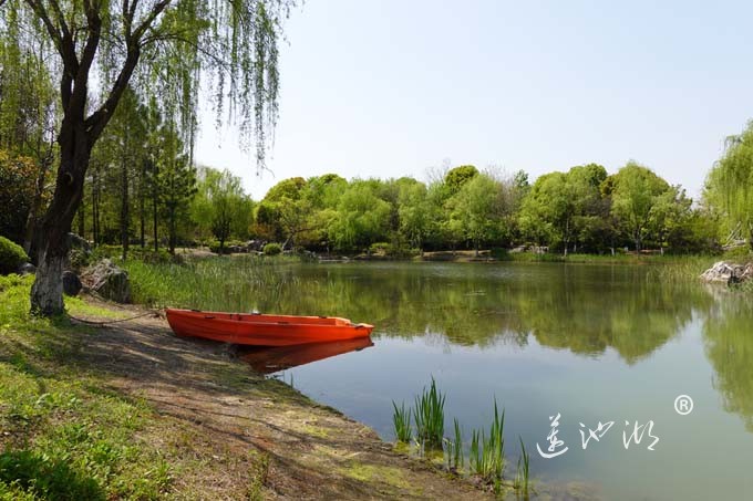 阳澄湖畔四月天-仙樱湖