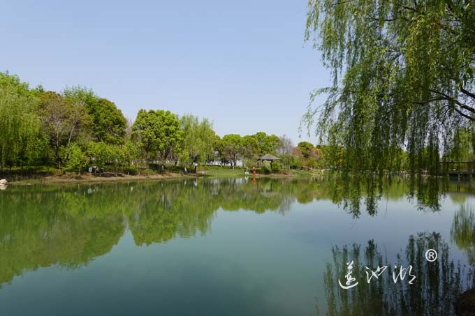 阳澄湖畔四月天-仙樱湖