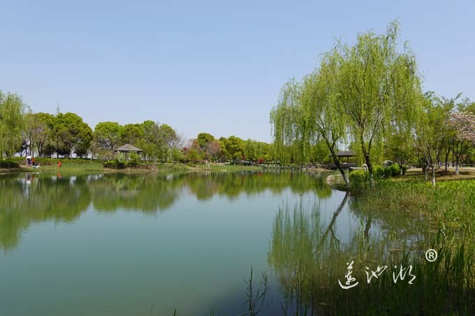 阳澄湖畔四月天-仙樱湖