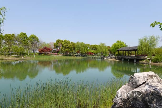 阳澄湖畔四月天-仙樱湖