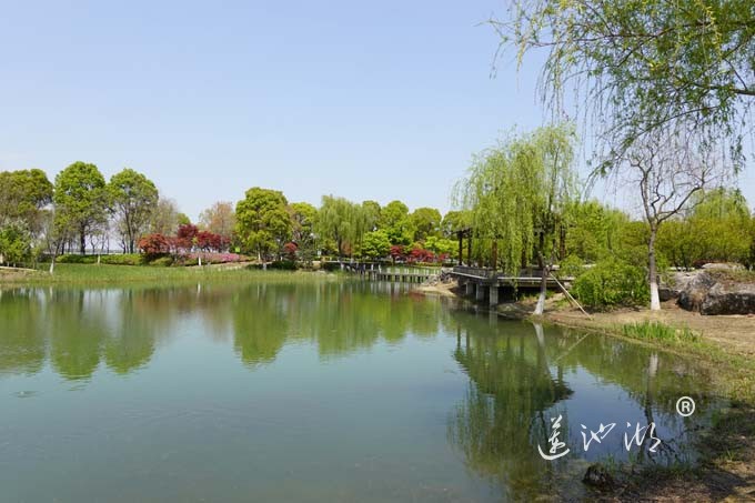 阳澄湖畔四月天-仙樱湖