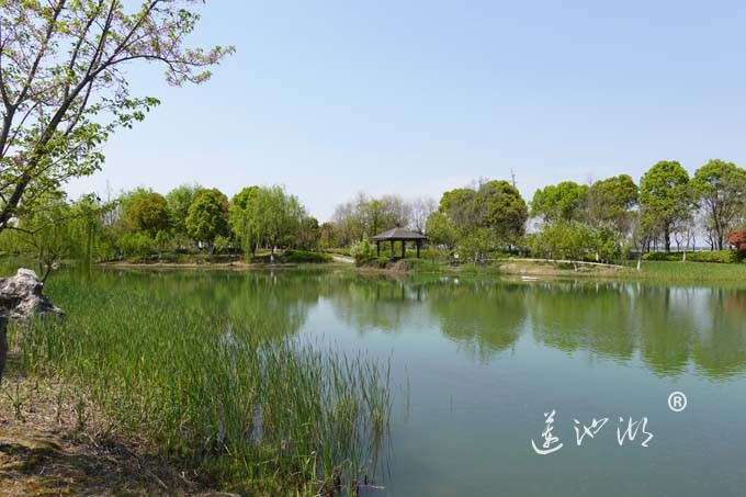 阳澄湖畔四月天-仙樱湖