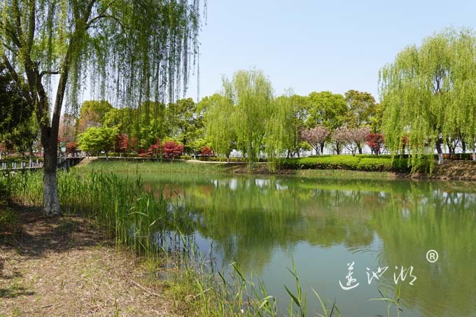 阳澄湖畔四月天-仙樱湖