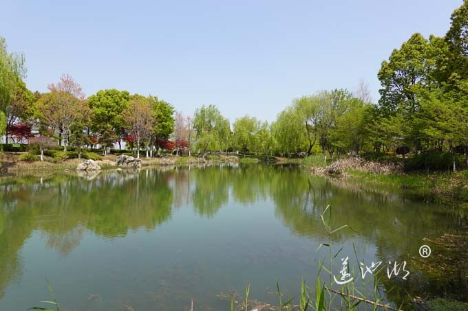 阳澄湖畔四月天-仙樱湖