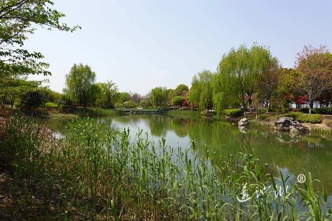 阳澄湖畔四月天-仙樱湖