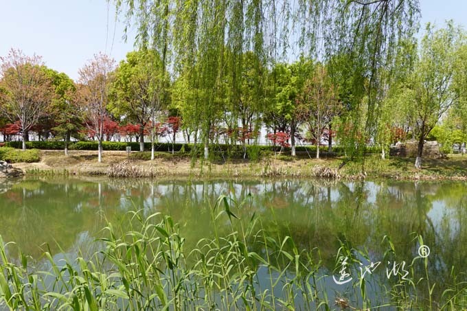 阳澄湖畔四月天-仙樱湖