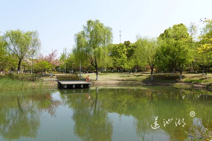 阳澄湖畔四月天-仙樱湖