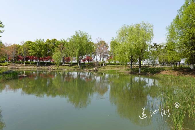 阳澄湖畔四月天-仙樱湖