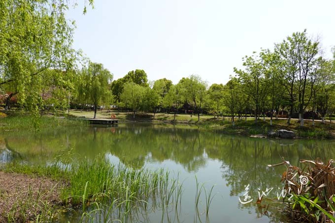 阳澄湖畔四月天-仙樱湖