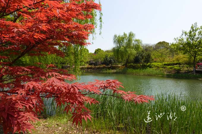 阳澄湖畔四月天-仙樱湖