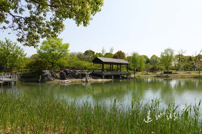 阳澄湖畔四月天-仙樱湖