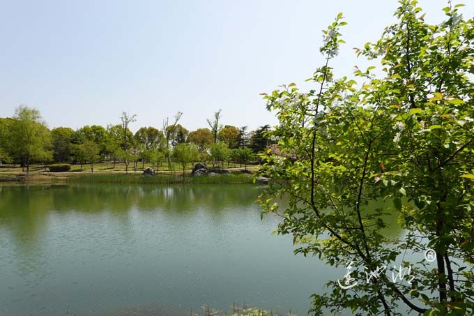 阳澄湖畔四月天-仙樱湖
