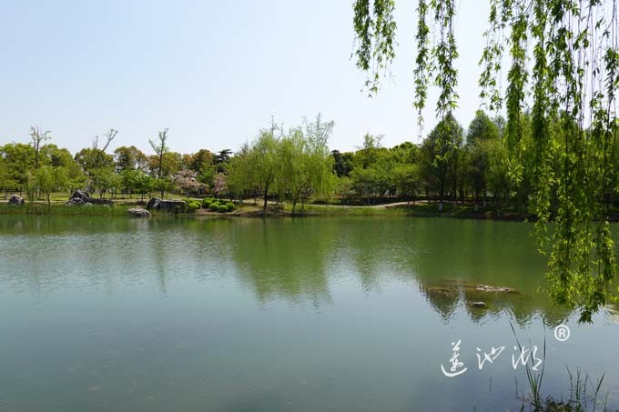 阳澄湖畔四月天-仙樱湖