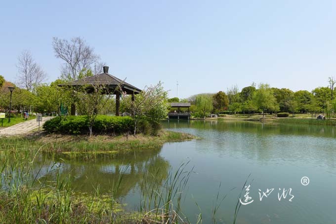 阳澄湖畔四月天-仙樱湖