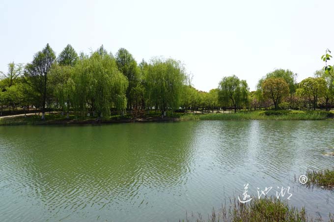 阳澄湖畔四月天-仙樱湖