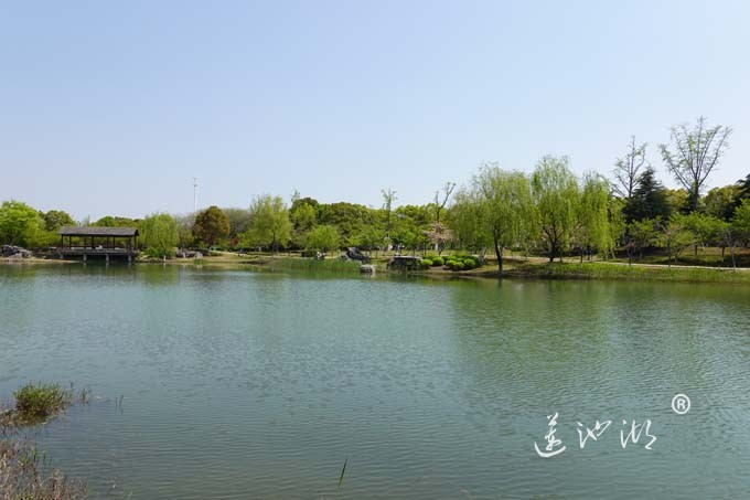 阳澄湖畔四月天-仙樱湖