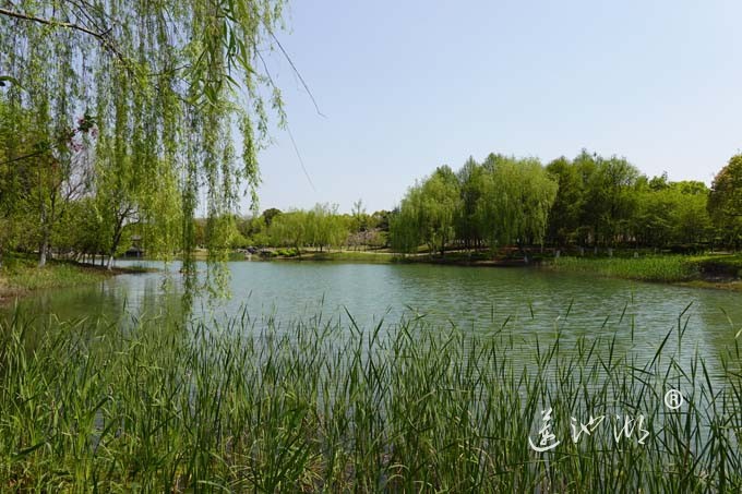 阳澄湖畔四月天-仙樱湖