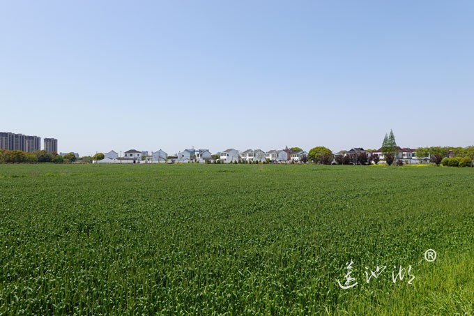 阳澄湖畔四月天-英雄家乡