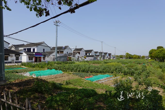 阳澄湖畔四月天-清水村