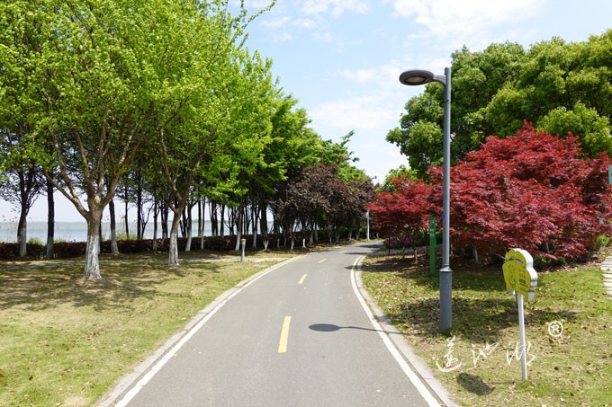 阳澄湖畔四月天-自行车道慢生活