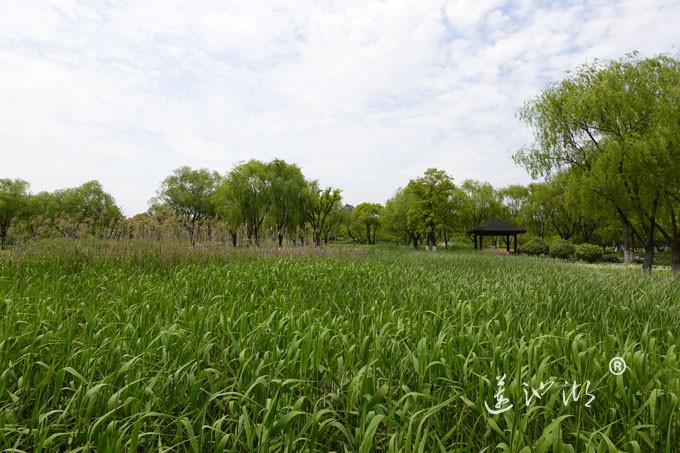 阳澄湖畔四月天-莲池湖转鱼墩