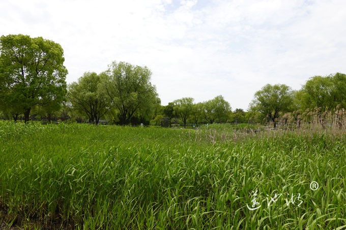 阳澄湖畔四月天-莲池湖转鱼墩