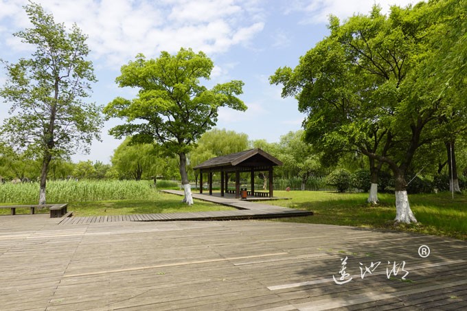 阳澄湖畔四月天-莲池湖转鱼墩