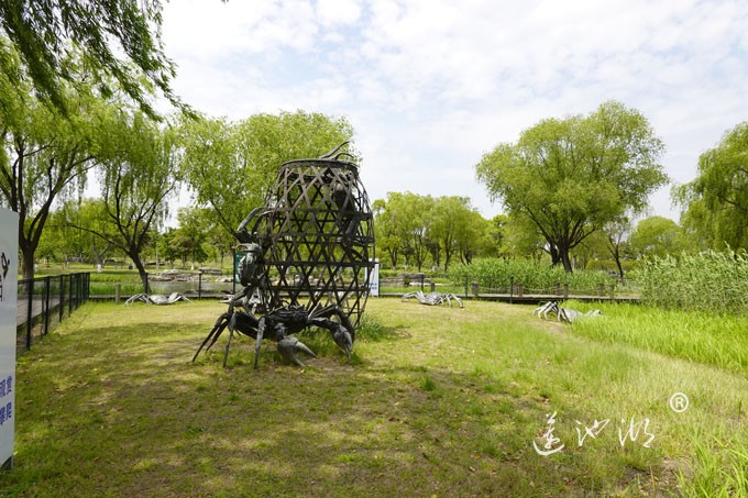 阳澄湖畔四月天-莲池湖转鱼墩