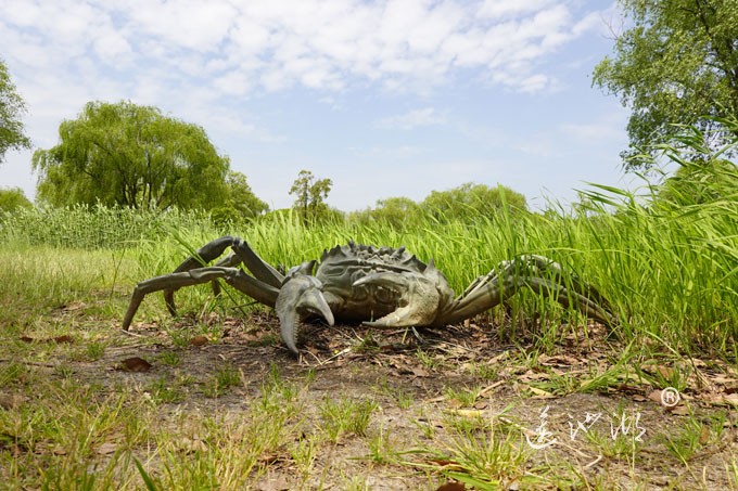 阳澄湖畔四月天-莲池湖转鱼墩
