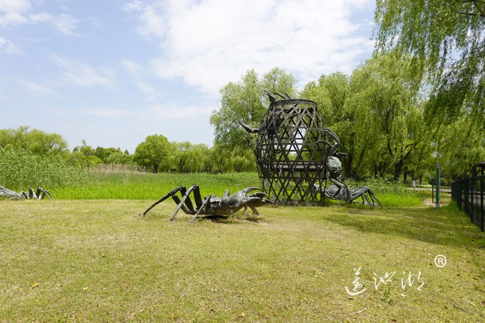 阳澄湖畔四月天-莲池湖转鱼墩