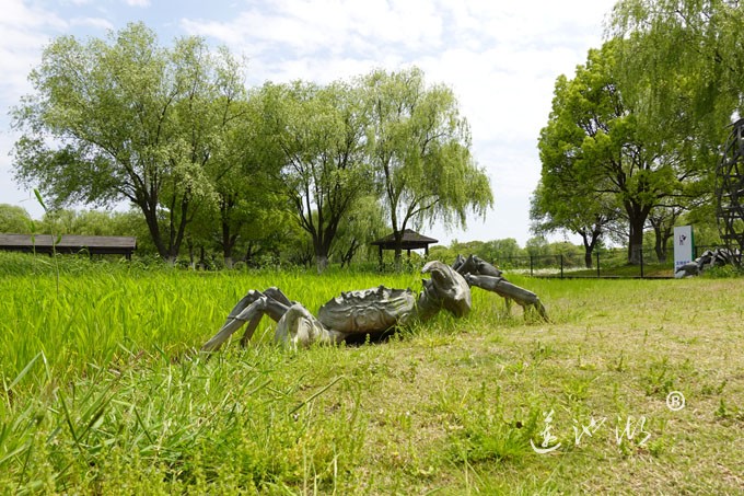 阳澄湖畔四月天-莲池湖转鱼墩