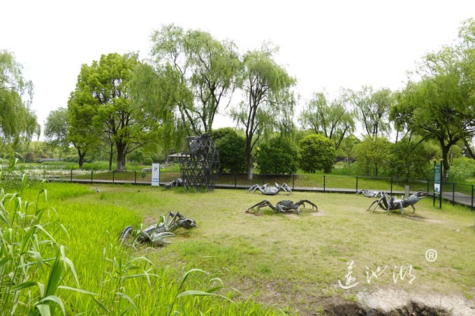 阳澄湖畔四月天-莲池湖转鱼墩