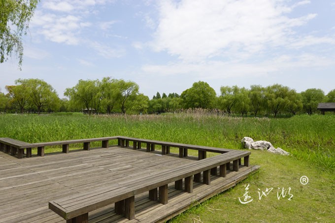 阳澄湖畔四月天-莲池湖转鱼墩