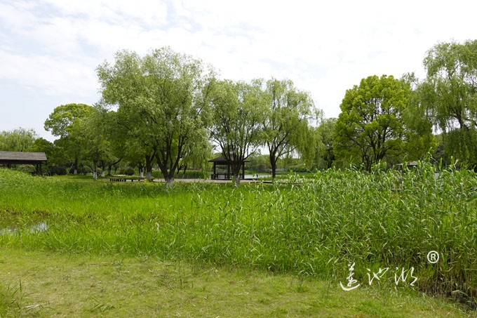 阳澄湖畔四月天-莲池湖转鱼墩