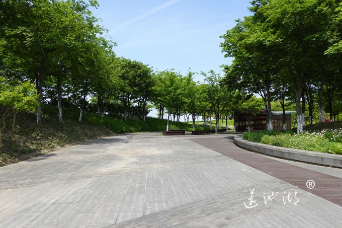 阳澄湖畔四月天-正仪生态湿地