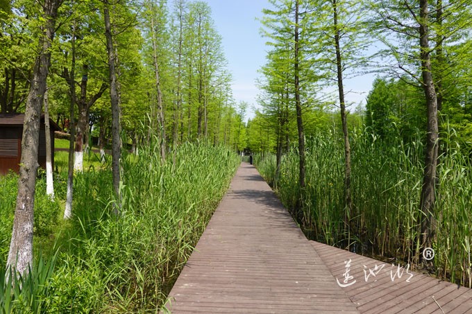 阳澄湖畔四月天-正仪生态湿地