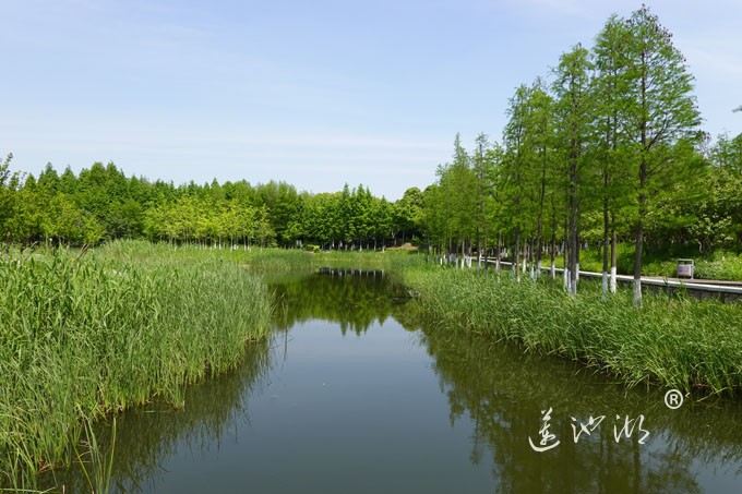 阳澄湖畔四月天-正仪生态湿地