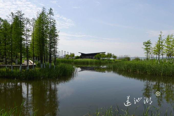 阳澄湖畔四月天-正仪生态湿地