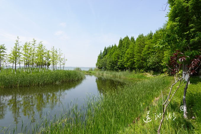 阳澄湖畔四月天-正仪生态湿地