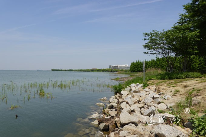 阳澄湖畔四月天-正仪生态湿地