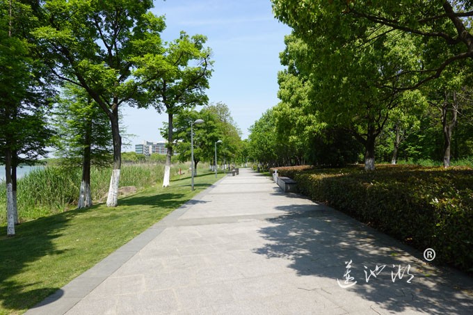 阳澄湖畔四月天-正仪生态湿地