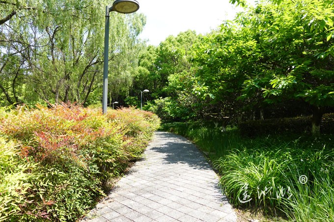 阳澄湖畔四月天-正仪生态湿地