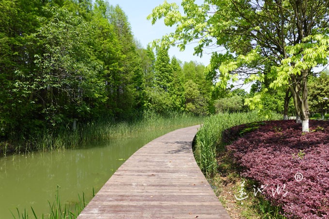 阳澄湖畔四月天-正仪生态湿地