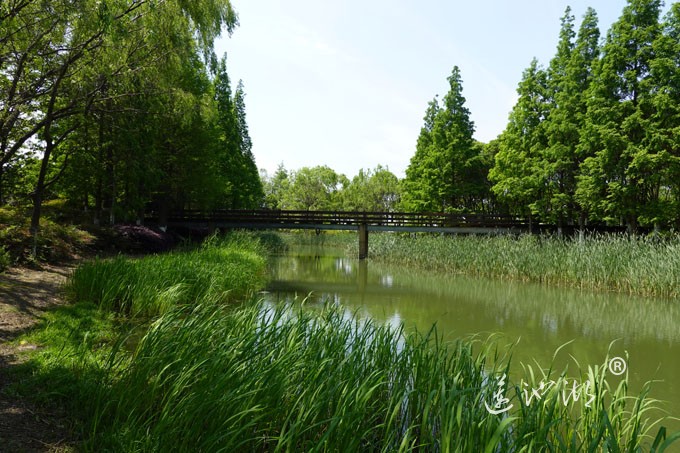 阳澄湖畔四月天-正仪生态湿地